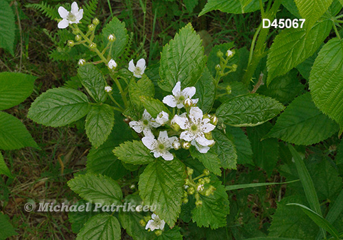 Allegheny Blackberry (Rubus allegheniensis)